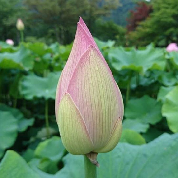 ＤＪゴン太さんが投稿した花はす公園に関する口コミの画像
