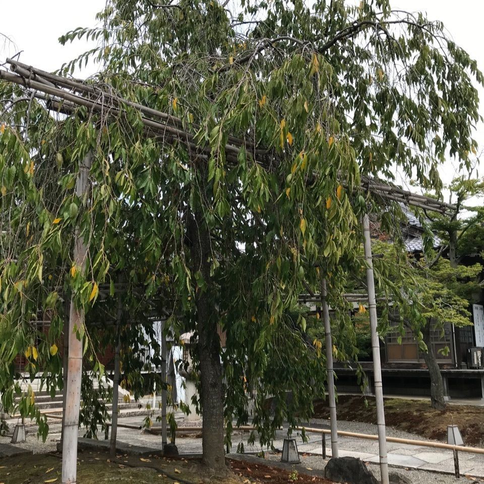 warm_village_b69fさんが投稿した一宮寺に関する口コミの画像