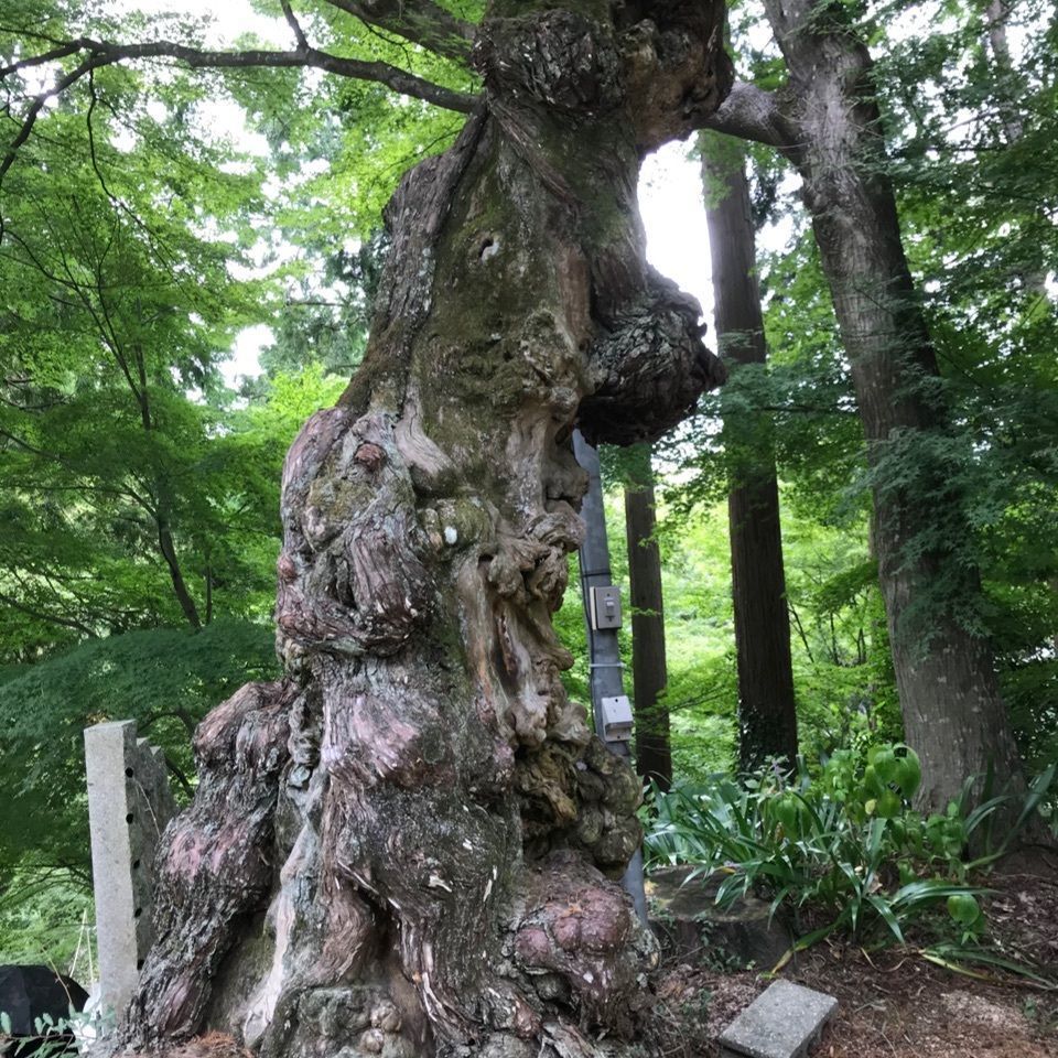 warm_village_b69fさんが投稿した白峯寺に関する口コミの画像
