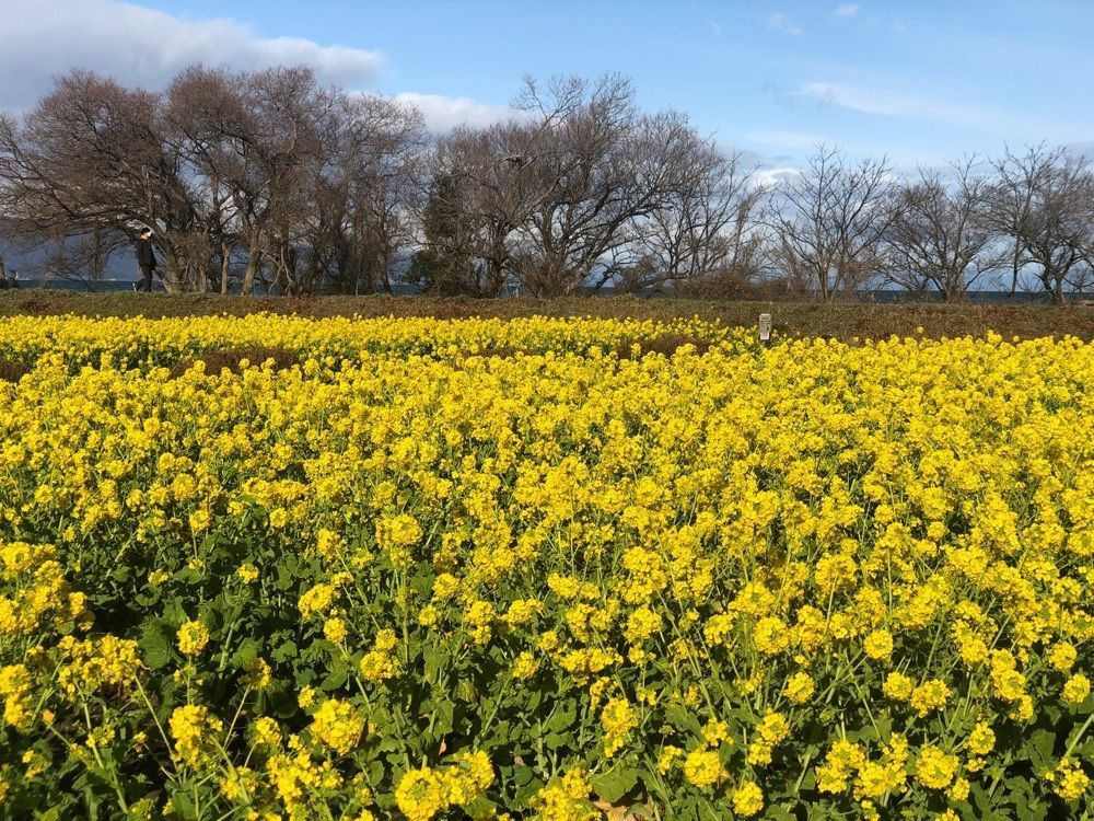 啓之さんが投稿した菜の花畑に関する口コミの画像