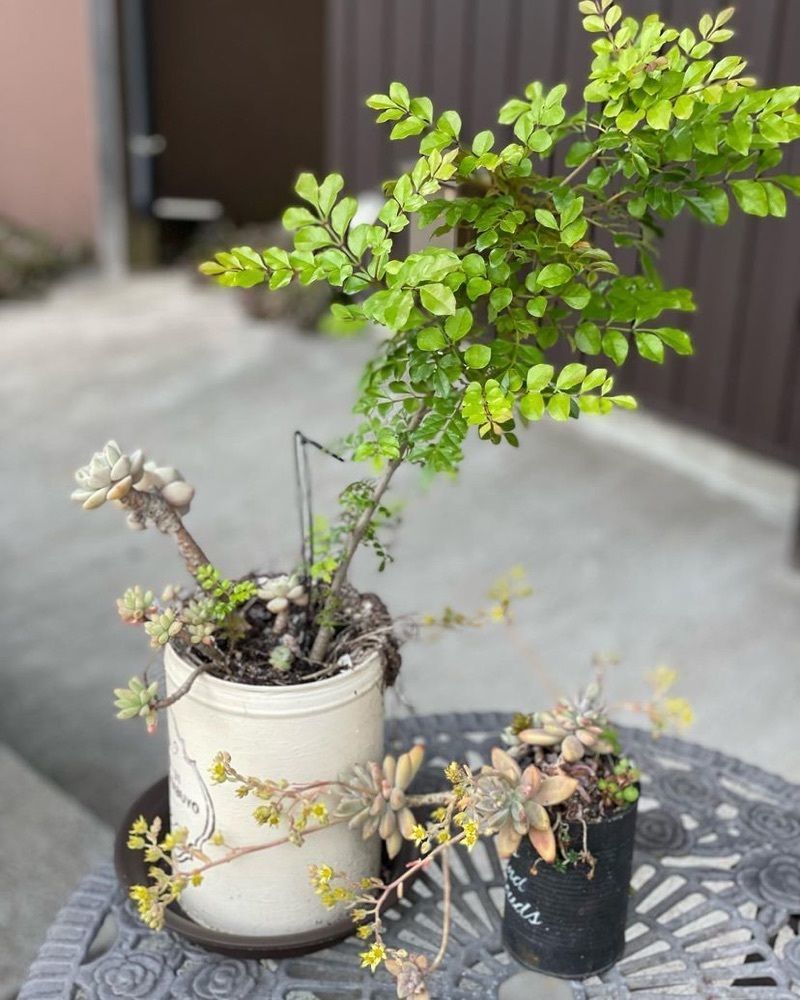 おでかけ探検部さんが投稿したCafe Garden P.o.t（カフェ ガーデン ポット）に関する口コミの画像