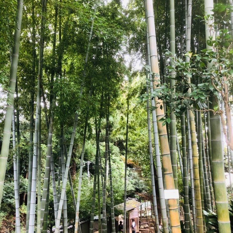 active34さんが投稿した玉川野毛町公園に関する口コミの画像