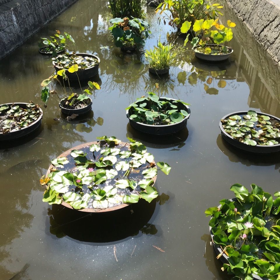 warm_village_b69fさんが投稿した総本山善通寺に関する口コミの画像