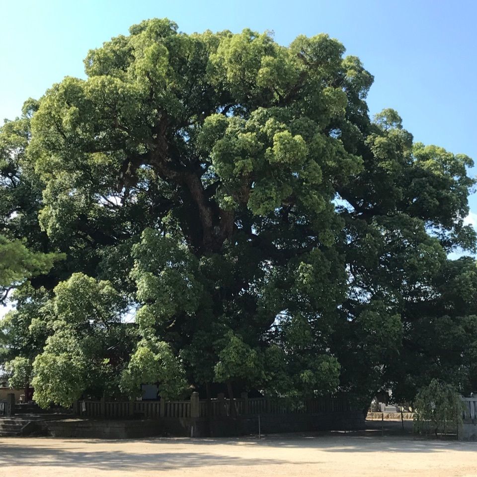 warm_village_b69fさんが投稿した総本山善通寺に関する口コミの画像