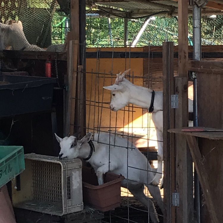 eririnさんが投稿したカッタン（Kattan）に関する口コミの画像