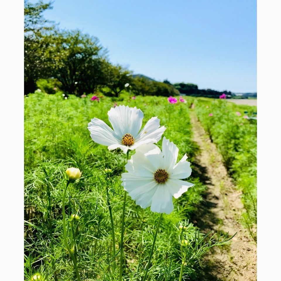 ＫMＴKさんが投稿した一瀬王子跡に関する口コミの画像