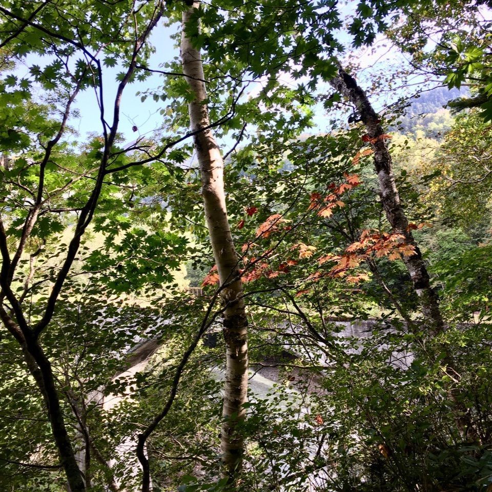 yoshiさんが投稿した上士幌町に関する口コミの画像
