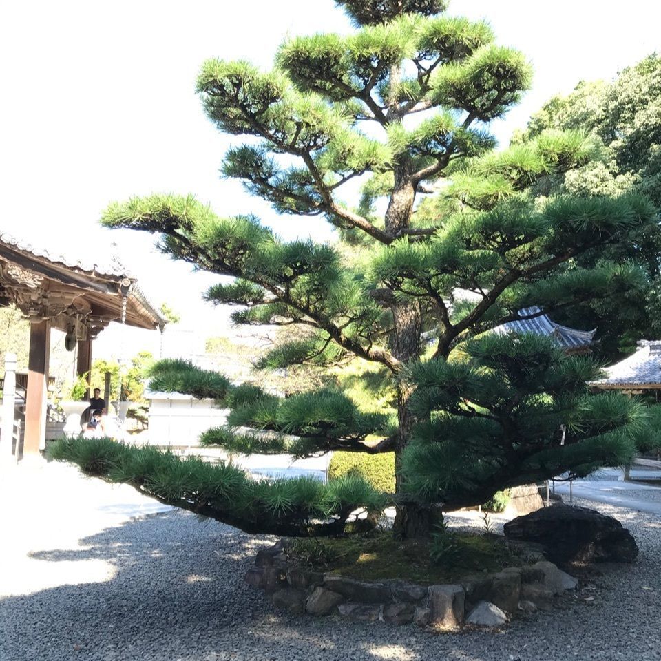 warm_village_b69fさんが投稿した大興寺（小松尾寺）に関する口コミの画像