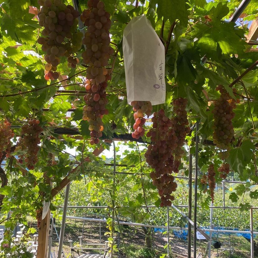 あるふぃすたさんが投稿した山本葡萄梨園に関する口コミの画像