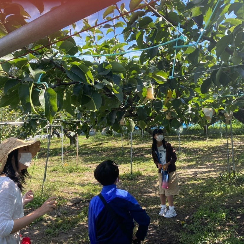 あるふぃすたさんが投稿した山本葡萄梨園に関する口コミの画像