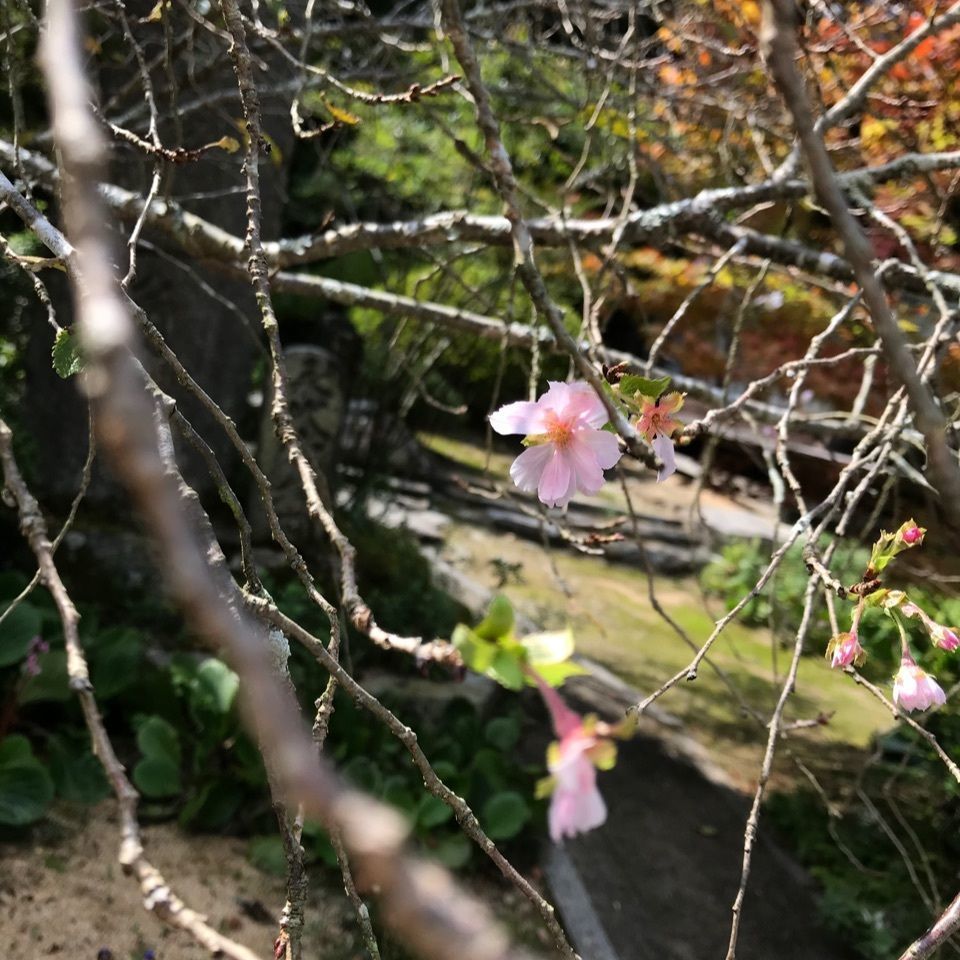 warm_village_b69fさんが投稿した三角寺に関する口コミの画像