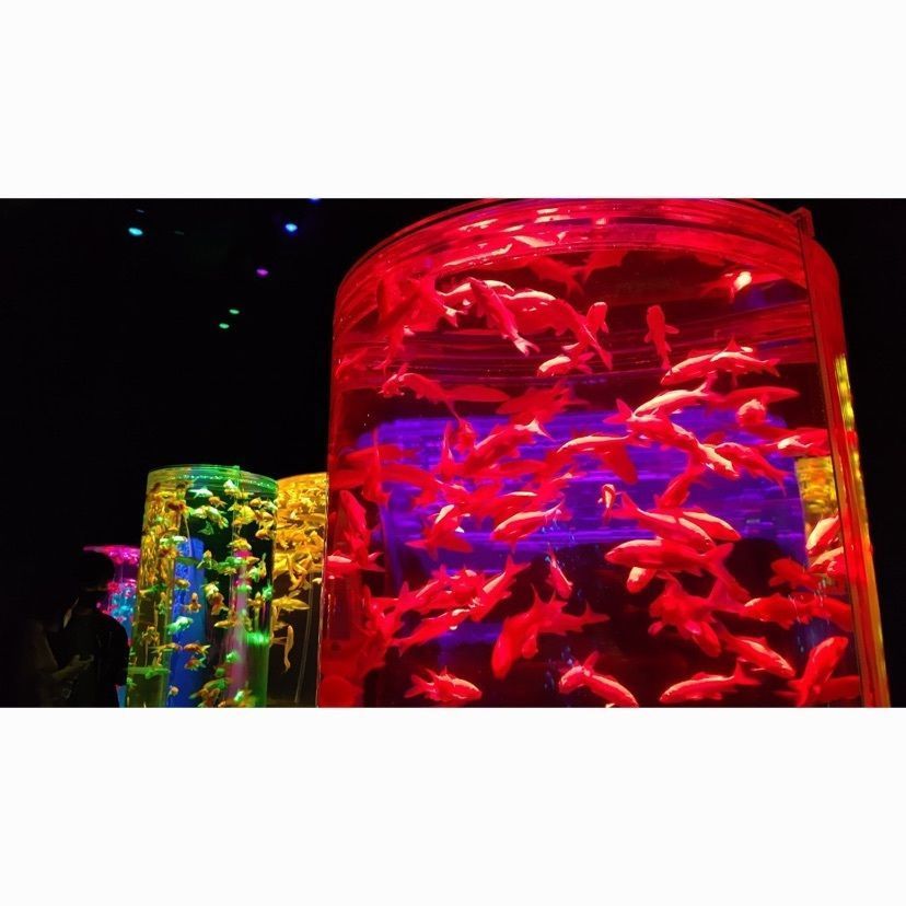 #アートアクアリウム #アートアクアリウム日本橋 #日本橋 #金魚ミュージアム #金魚