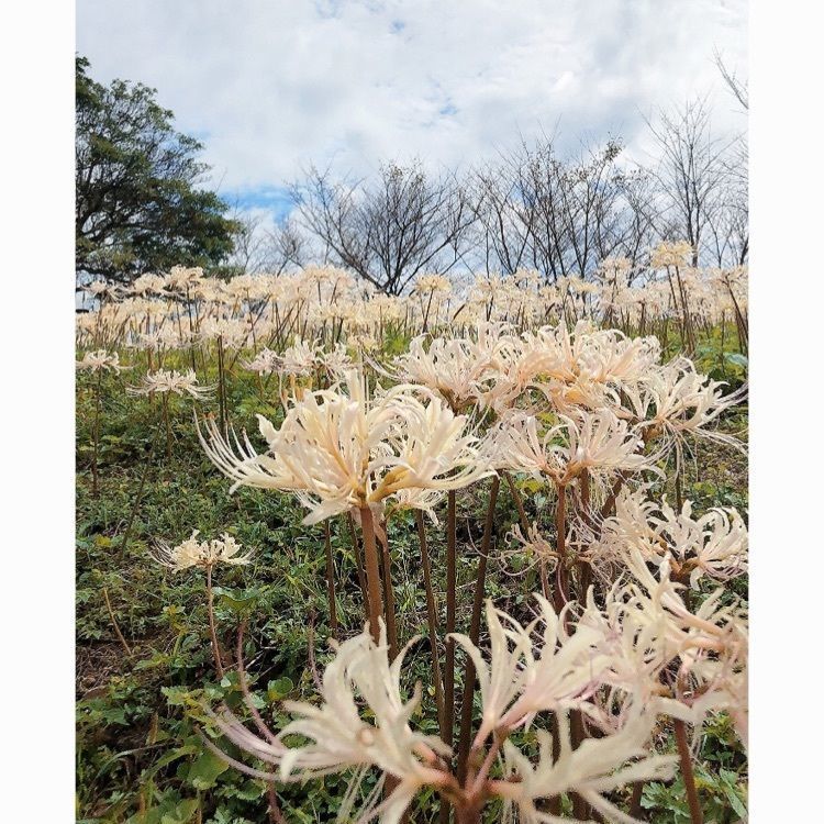 ponponaoさんが投稿した鉢巻山展望所に関する口コミの画像