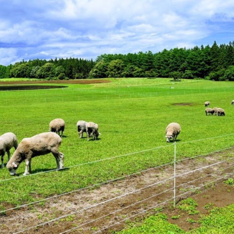 ＤＪゴン太さんが投稿した小岩井農場　ミルク館に関する口コミの画像