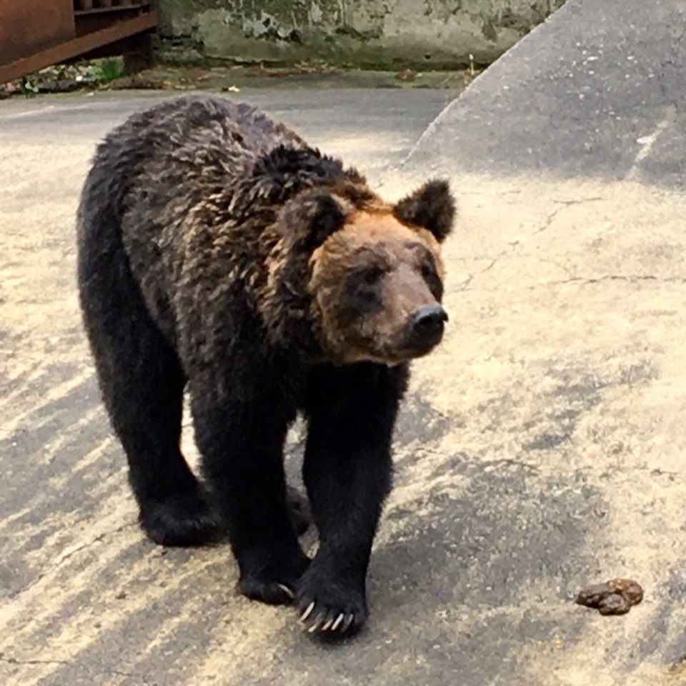 yoshiさんが投稿した上川町に関する口コミの画像