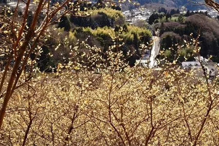 松田町寄自然休養村