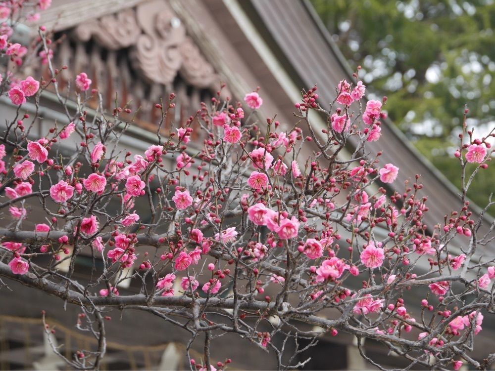 フラミンゴさんが投稿した御厨神社に関する口コミの画像