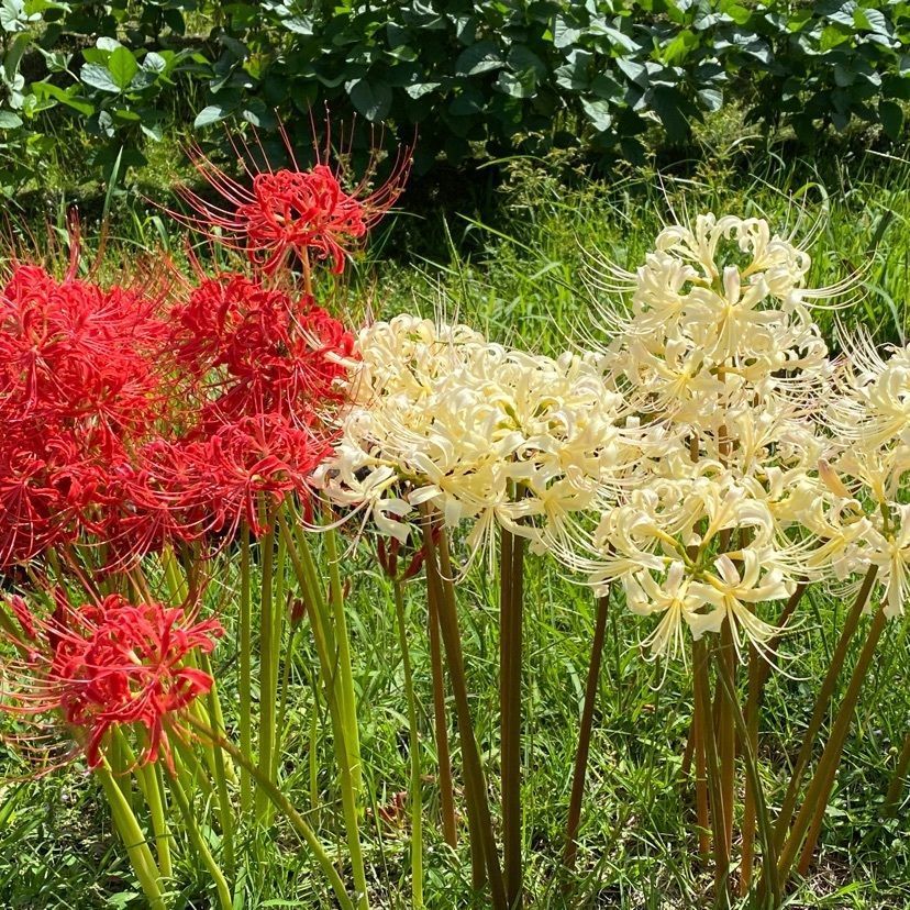 yoko-cocoさんが投稿した四阿屋神社に関する口コミの画像