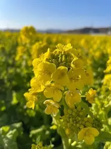 季節体験農場花の海