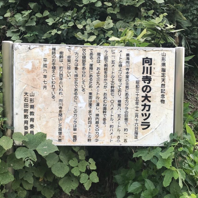 猫なぎ。さんが投稿した向川寺に関する口コミの画像
