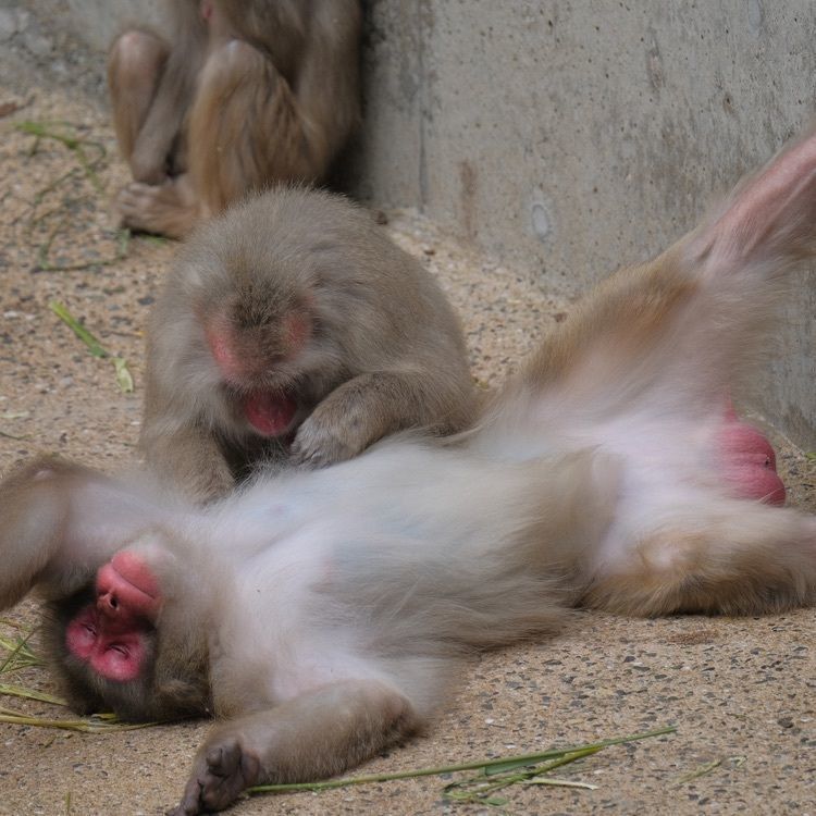 warm_showtime_d114さんが投稿した福岡市動植物園に関する口コミの画像