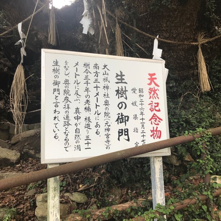 キングチェリーさんが投稿した大山祇神社のクスに関する口コミの画像