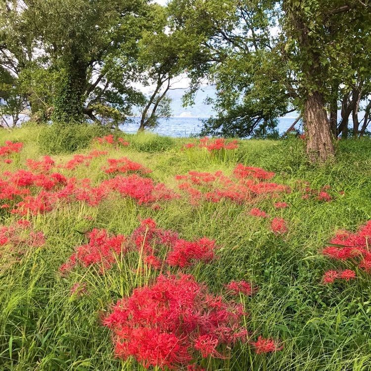 NBR OTさんが投稿した近江高島駅に関する口コミの画像