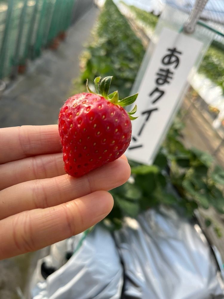 エリーチカさんが投稿した髙井農園に関する口コミの画像