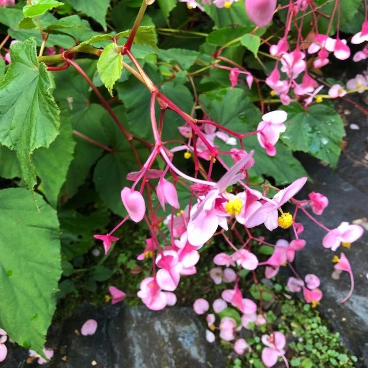 s.kさんが投稿した慈光寺に関する口コミの画像