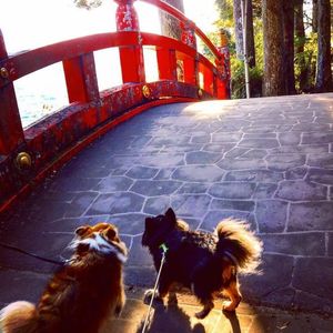 箱根神社