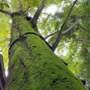 Market Terrace 川越市場の森 本店（マーケットテラス） 7枚目