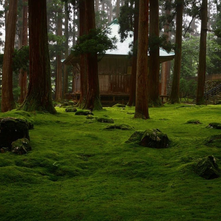 てっつーの画像