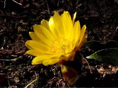 花之江の郷