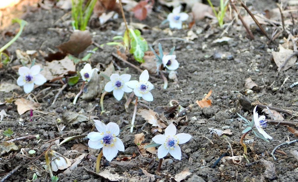 calm_gift_1030さんが投稿した花之江の郷に関する口コミの画像