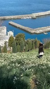 日本水仙花開道