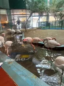 メヒコ 水戸フラミンゴ館