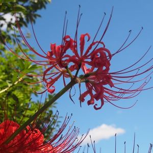 矢勝川の彼岸花 1枚目