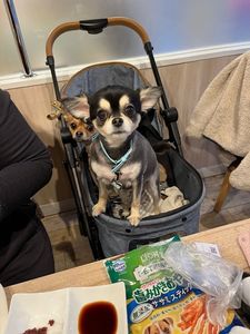 肉菜工房うしすけ 台場店 7枚目