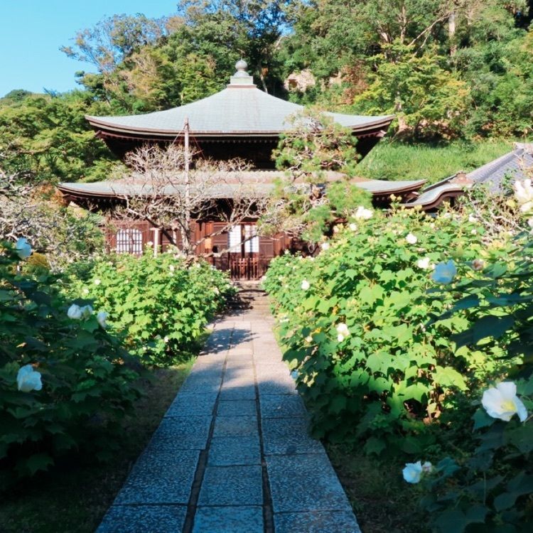 yoshiさんが投稿した瑞泉寺の水仙に関する口コミの画像