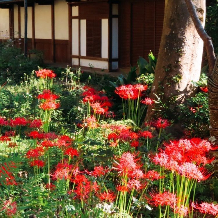 yoshiさんが投稿した瑞泉寺の水仙に関する口コミの画像