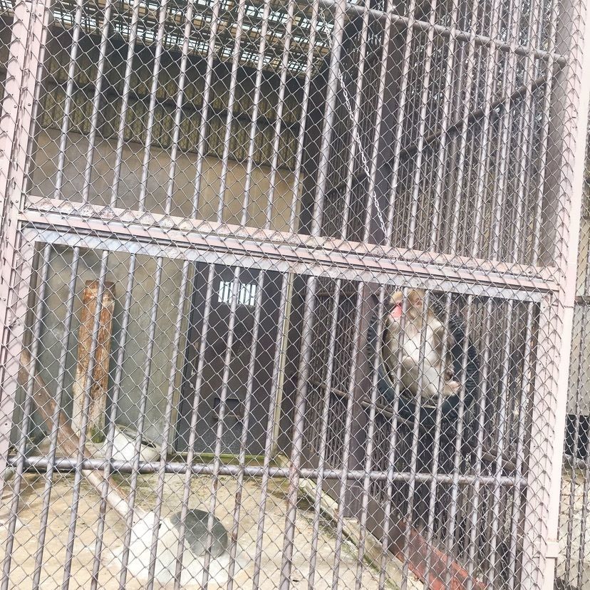 猫なぎ。さんが投稿した河北町児童動物園に関する口コミの画像