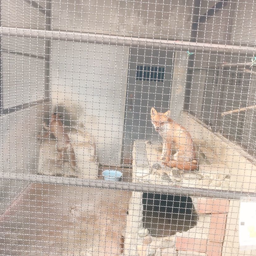 猫なぎ。さんが投稿した河北町児童動物園に関する口コミの画像