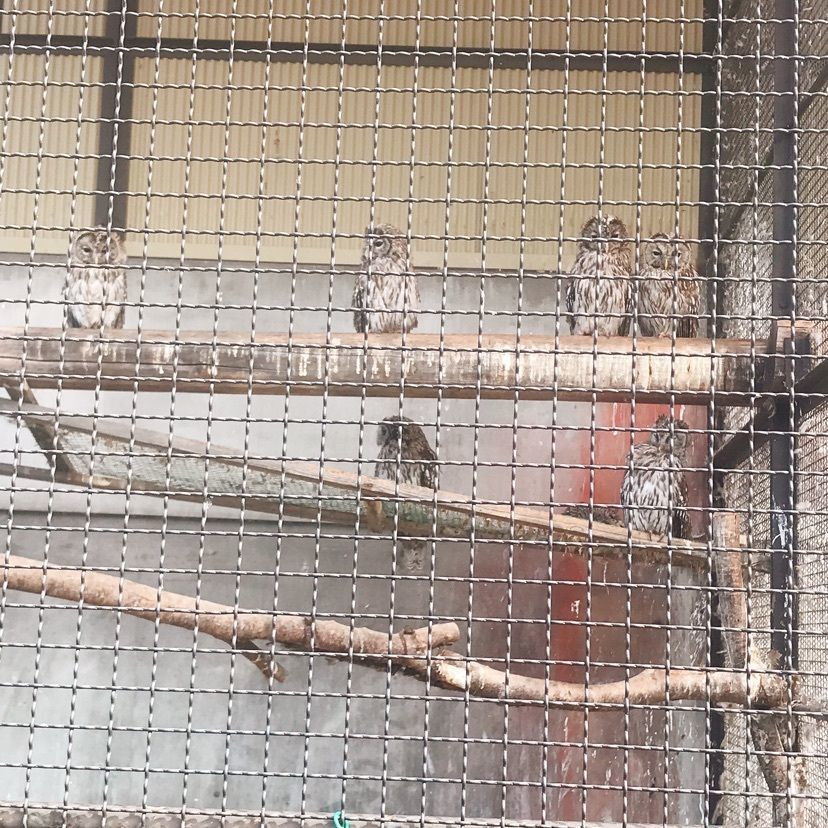 猫なぎ。さんが投稿した河北町児童動物園に関する口コミの画像