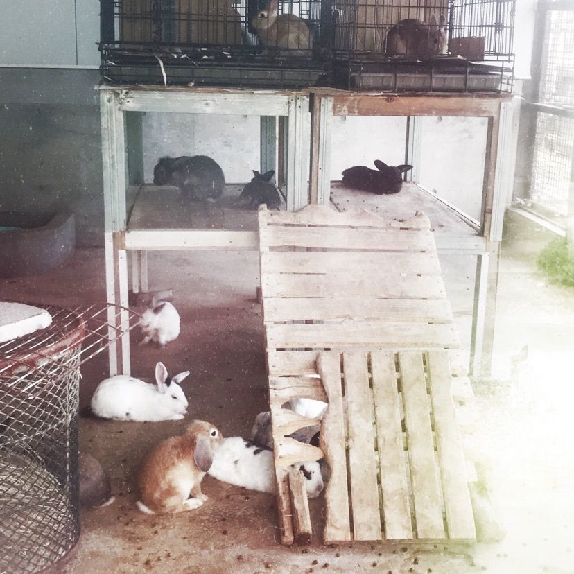 猫なぎ。さんが投稿した河北町児童動物園に関する口コミの画像