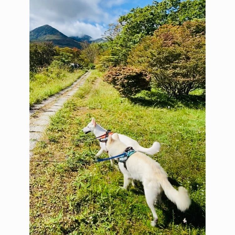 wonderful_street_830dさんが投稿した八ヶ岳美し森ロッジに関する口コミの画像