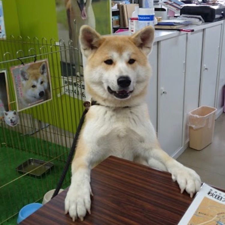 ＤＪゴン太さんが投稿した秋田犬会館に関する口コミの画像