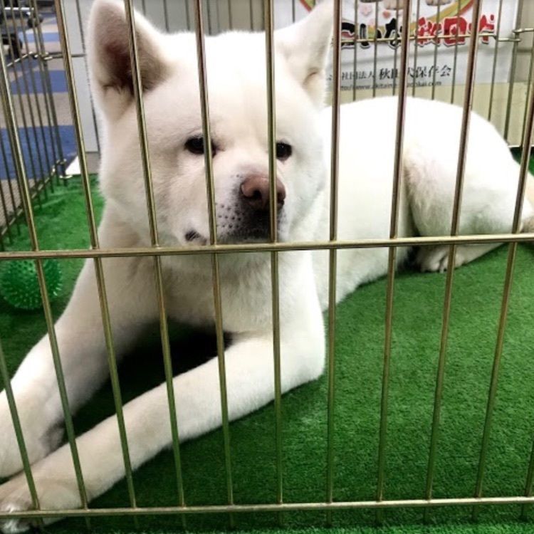 ＤＪゴン太さんが投稿した秋田犬会館に関する口コミの画像