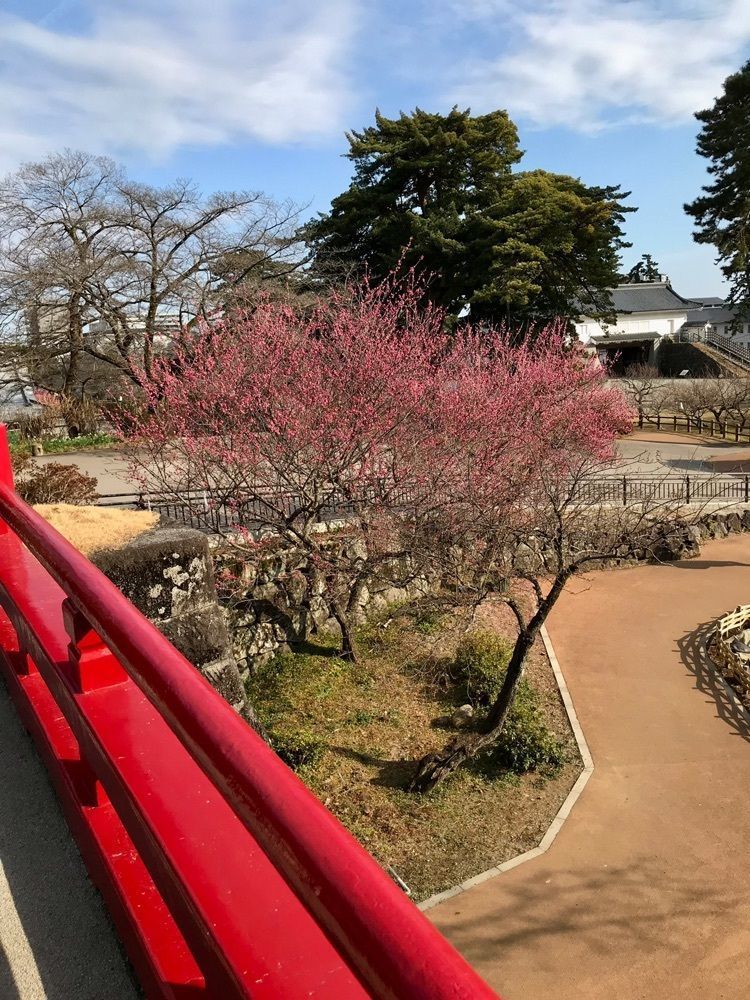 MICHIさんが投稿した小田原城址公園の梅に関する口コミの画像