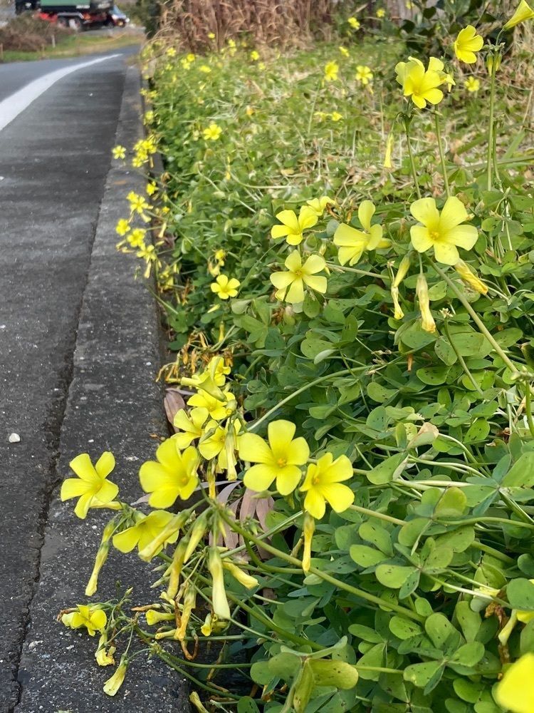 Howl Monさんが投稿したTODOCに関する口コミの画像
