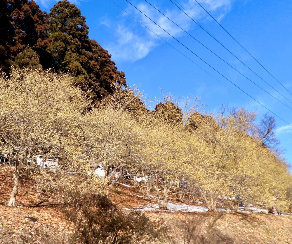 calm_gift_1030さんが投稿した羽黒山（栃木県宇都宮市）に関する口コミの画像